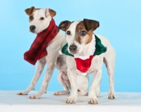 Picture of two Jack Russell terriers wearing scarves