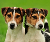 Picture of two Jack Russell Terrier