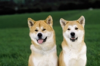 Picture of two japanese akitas