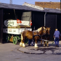 Picture of two jutland horses at carlsberg brewery stable, with dray,  preparing to make delivery in copenhagen