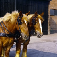 Picture of two jutland horses head study, carlsberg brewery, copenhagen