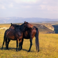 Picture of Two Kabardine mares in Caucasus Mountains, mutual grooming