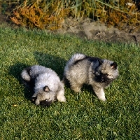 Picture of two keeshond puppies (by kind permission of Edward Arran)