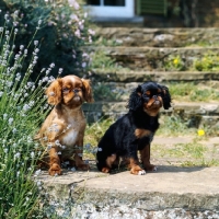 Picture of two king charles spaniel puppies  