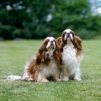 Picture of two king charles spaniels, ch tudorhurst theron, ch tudorhurst... 