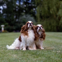 Picture of two king charles spaniels looking up tudorhurst theron, and tudorhurst ... 