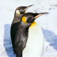Picture of two king penguins in snow