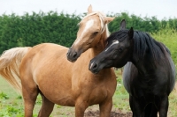 Picture of two Kinsky horses communicating cheerfully