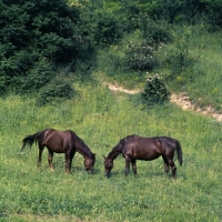 Picture of two kisber horses grazing in hungary