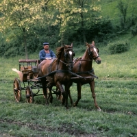 Picture of two kisber horses in harness with cart in hungary