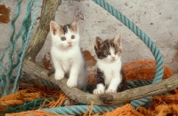 Picture of two kittens amongst ropes