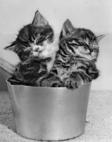 Picture of two kittens asleep in a pan