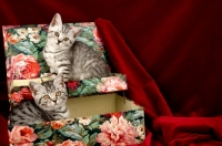 Picture of two kittens in a box