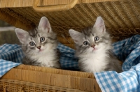 Picture of two kittens in a hamper
