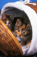 Picture of two kittens in a linen basket