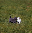 Picture of two kittens kissing each other. breed- blue-eyed white and blue kitten
