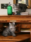 Picture of Two kittens on roll top desk, with green glass bottle, books and painting in background.