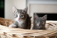 Picture of two kittens peering over edge of basket