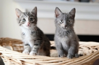 Picture of two kittens perching on edge of basket