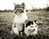 Picture of two kittens sitting in grass