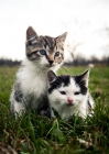 Picture of two kittens sitting in grass