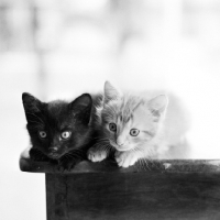 Picture of two kittens, tabby and black