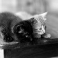Picture of two kittens, tabby and black