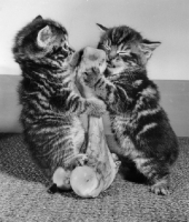 Picture of two kittens with a bone