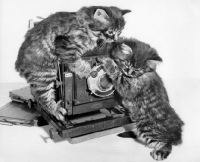 Picture of two kittens with old camera