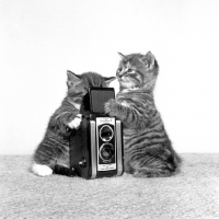 Picture of two kittens with rolleiflex camera