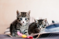 Picture of two kittens