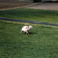 Picture of two knabstrup horses, galloping in pasture