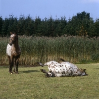 Picture of two knabstrup horses, tobias lyshÃ¸y, lisa-lotte lyshÃ¸y, one rolling, with reed background, not impressed he's thinking