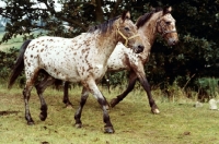 Picture of two knabstrup horses walking together