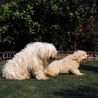 Picture of two komondors mother and puppy sitting on grass