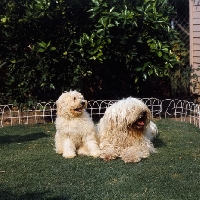 Picture of two komondors mother and puppy lying on grass