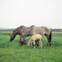 Picture of two konik mares and a foal in poland