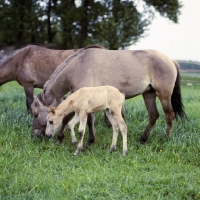 Picture of two konik mares and a foal in ploand