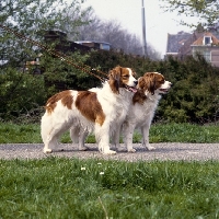 Picture of two kooikerhondje dogs standing together