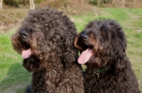 Picture of two Labradoodle dogs sitting in same pose on grass
