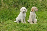 Picture of two labradoodle puppies
