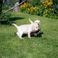 Picture of two labrador puppies playing with a toy