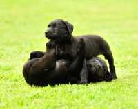 Picture of two labrador puppies playing