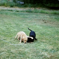 Picture of two labrador pups playing with a string