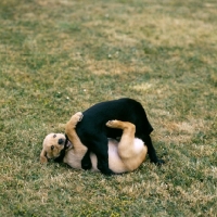 Picture of two labrador pups, yellow and black playing, one biting another's tail