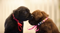 Picture of two Labrador Retriever puppies