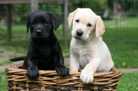 Picture of two Labrador Retriever puppies, one black and the other cream coloured