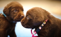 Picture of two Labrador Retriever puppies
