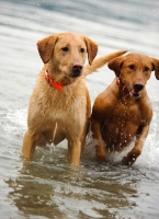 Picture of two Labrador Retrievers coming out of the water.