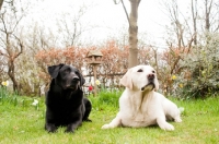 Picture of Two Labrador Retrievers lying down and posing for a photograph together.